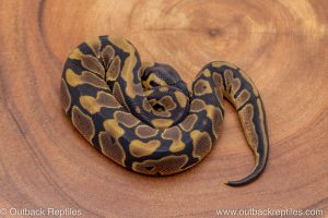African import ball python for sale