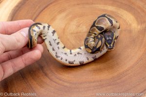 African import ball python for sale