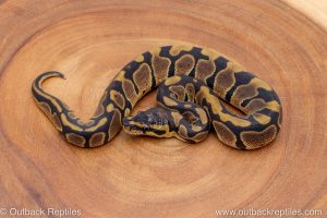 African import ball python for sale
