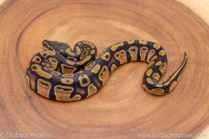 African import ball python for sale