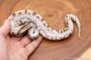 African import ball python for sale