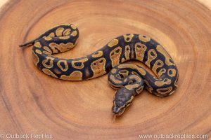 African import ball python for sale