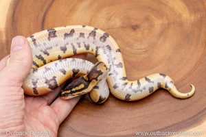 African import ball python for sale