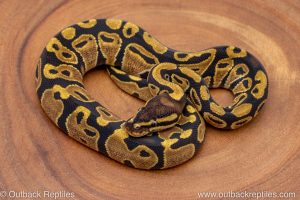 African import ball python for sale