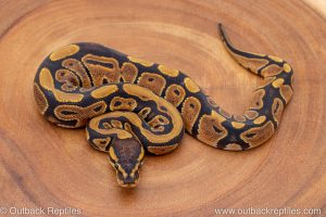 African import ball python for sale