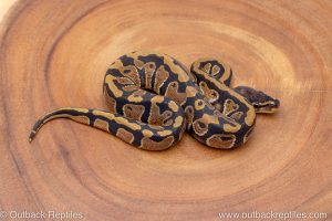 African import ball python for sale