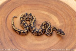 African import ball python for sale