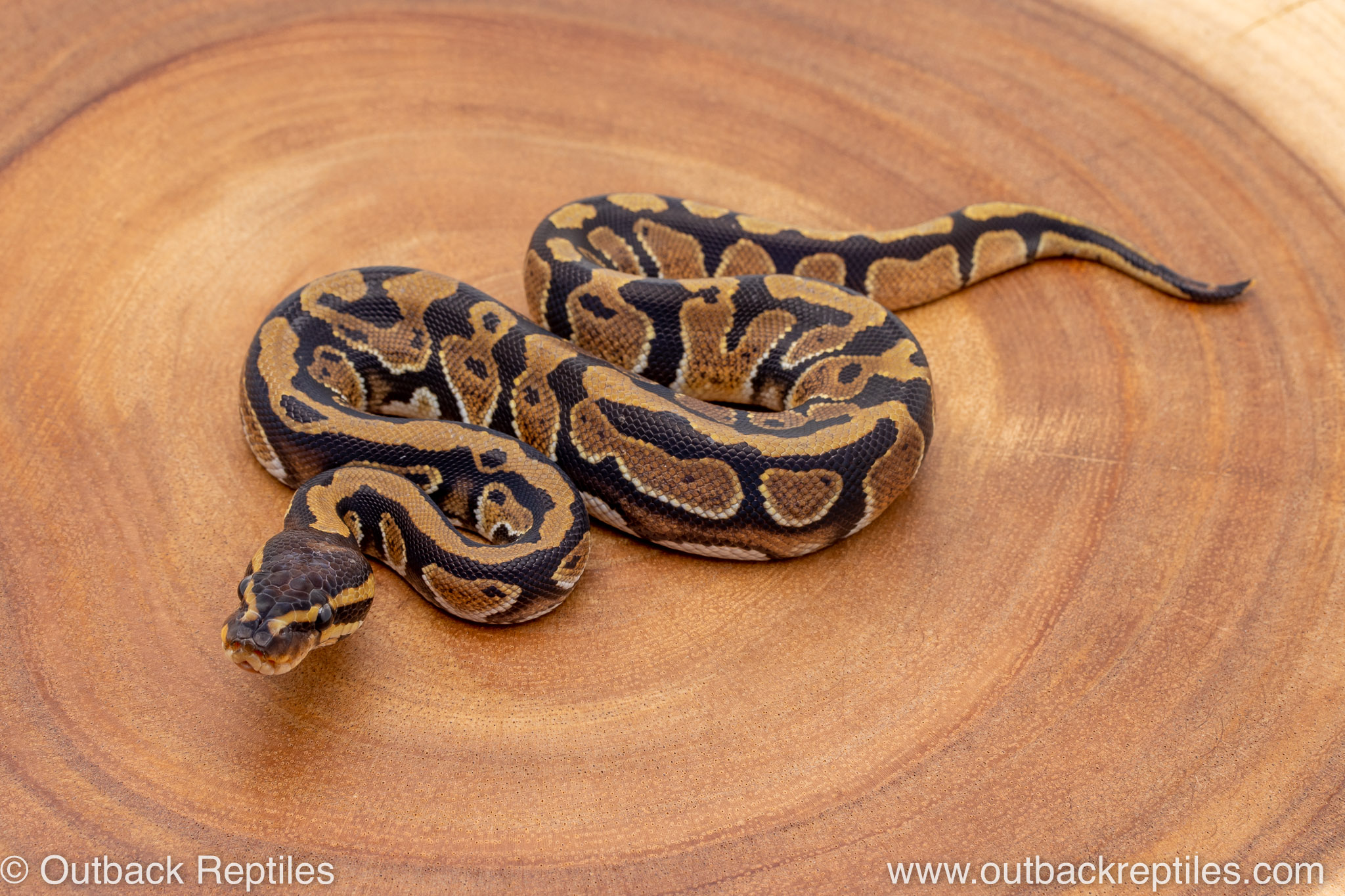 African import ball python 192 | Outback Reptiles