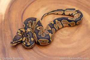 African import ball python for sale