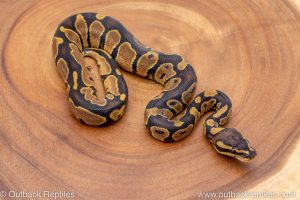 African import ball python for sale