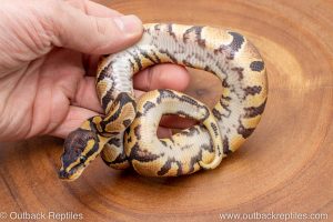 African import ball python for sale
