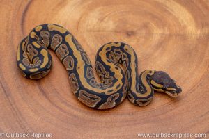 African import ball python for sale