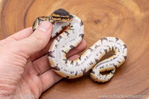 African import ball python for sale