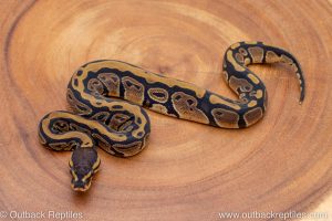 African import ball python for sale