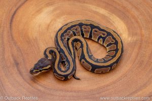 African import ball python for sale