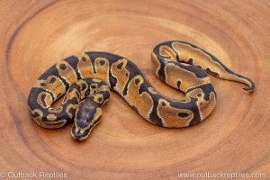 African import ball python for sale