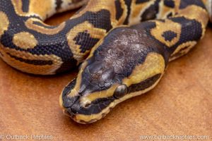 African import ball python for sale