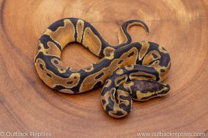 African import ball python for sale