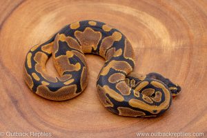 African import ball python for sale