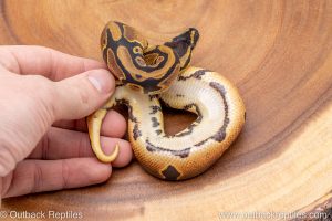 African import ball python for sale