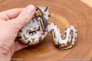 African import ball python for sale