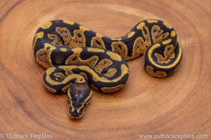 African import ball python for sale