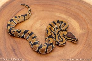 African import ball python for sale