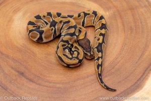 African import ball python for sale