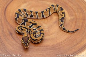 African import ball python for sale