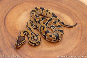 African import ball python for sale