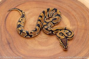 African import ball python for sale