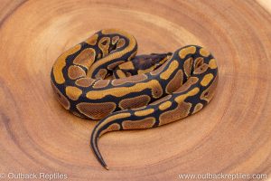 African import ball python for sale