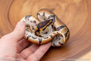 African import ball python for sale