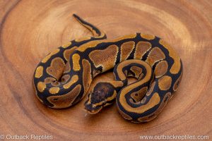 African import ball python for sale
