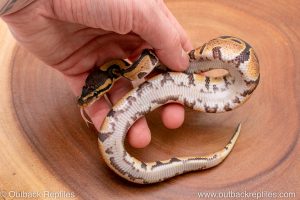 Africa Import Ball Python for sale