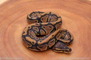 Africa Import Ball Python for sale