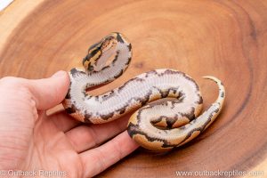 Africa Import Ball Python for sale