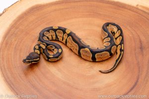 Africa Import Ball Python for sale