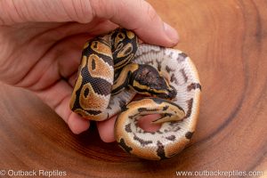 Africa Import Ball Python for sale