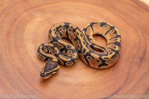 Africa Import Ball Python for sale