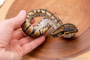 Africa Import Ball Python for sale