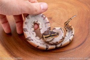 Africa Import Ball Python for sale
