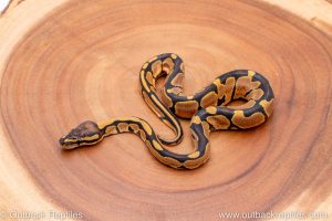Africa Import Ball Python for sale