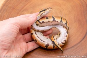 Africa Import Ball Python for sale