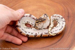 Africa Import Ball Python for sale