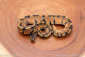 Africa Import Ball Python for sale
