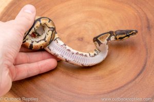 Africa Import Ball Python for sale