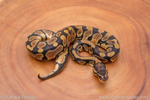 Africa Import Ball Python for sale