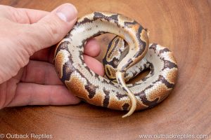 African import ball python for sale
