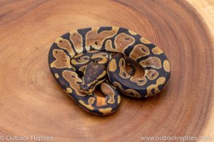 African import ball python for sale